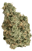 A bud of Ultra Jean-G cannabis.