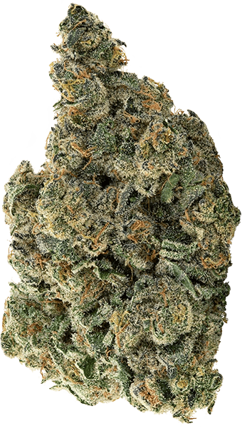 A bud of Serial Jealousy cannabis.