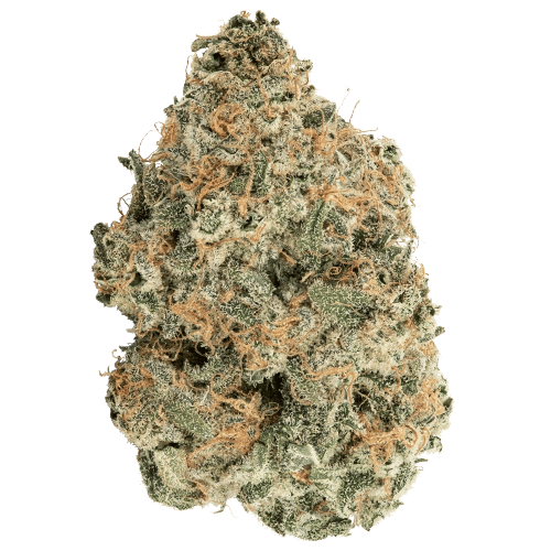 A bud of Holy Mountain cannabis.