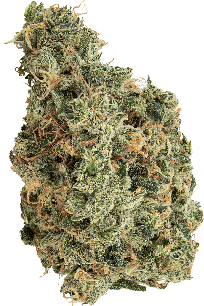 A bud of Holy Mountain&#x27;s Ultra Jean-G flower.
