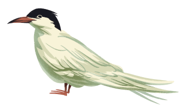 Bird, Beak, Feather, Painting, Wing