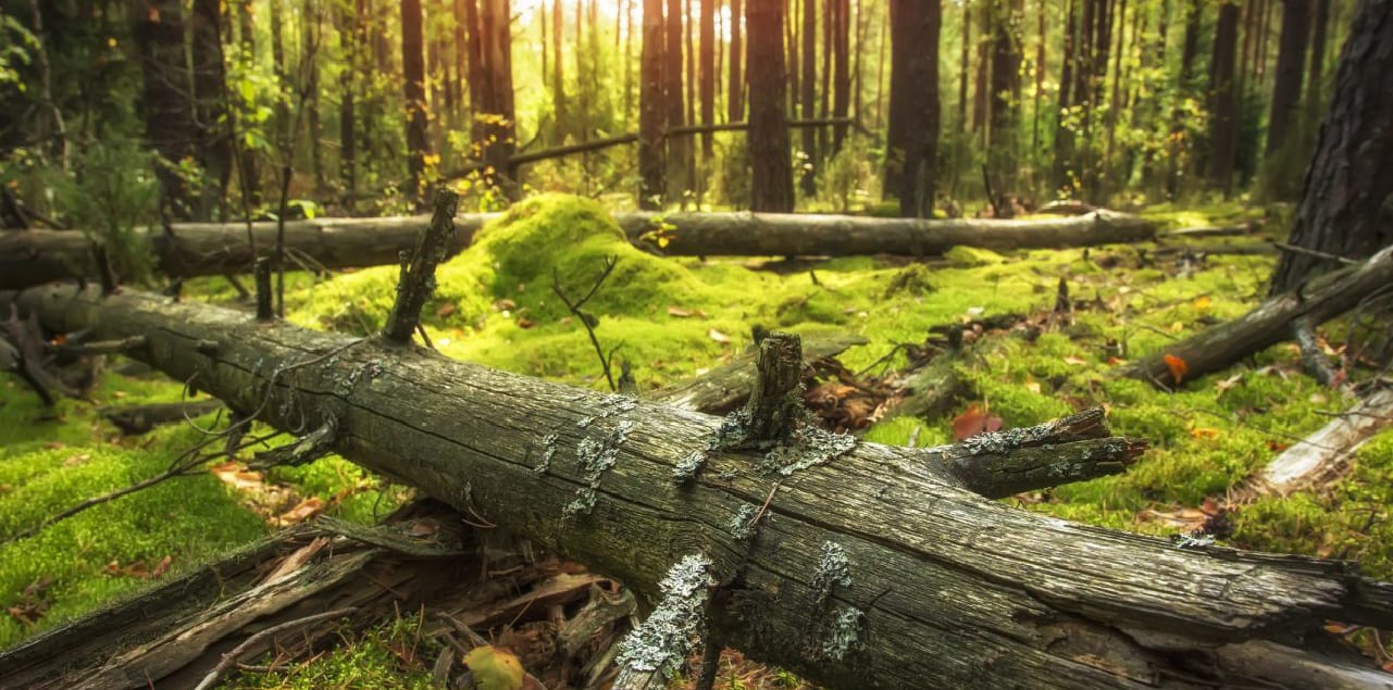Natural landscape, Terrestrial plant, Ecoregion, Leaf, Wood, Branch, Trunk, Vegetation, Tree