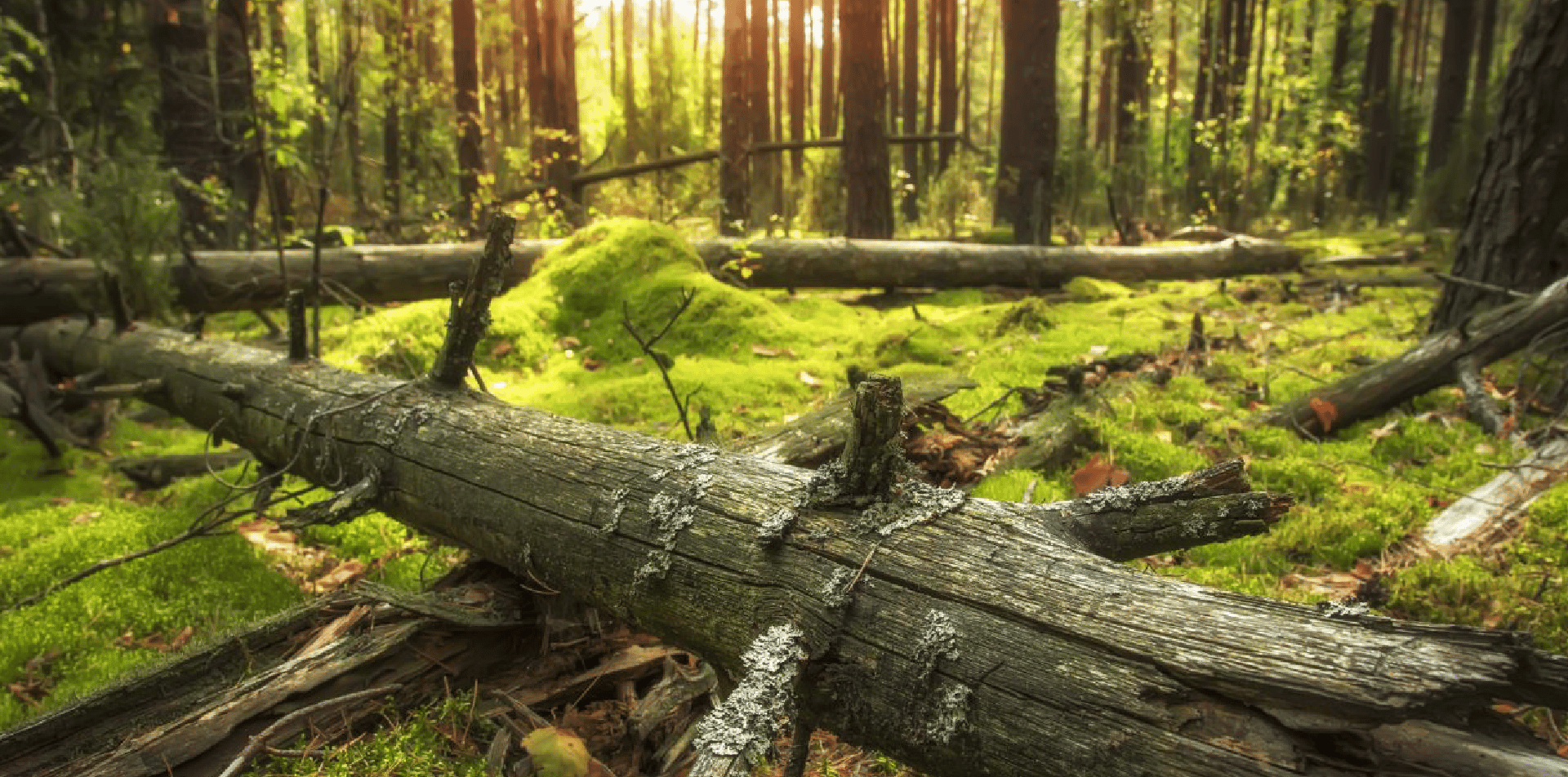 Natural landscape, Terrestrial plant, Ecoregion, Leaf, Wood, Branch, Trunk, Vegetation, Tree