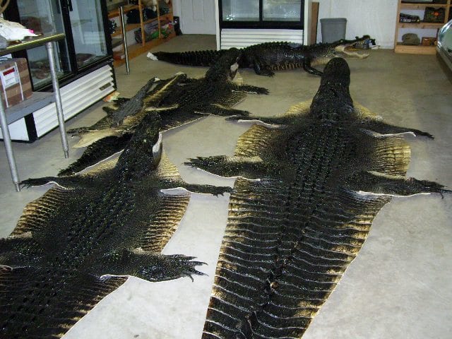 Picture frame, American alligator, Nile crocodile, Vertebrate, Mammal, Crocodilia, Wood