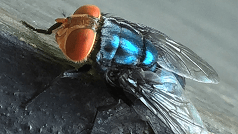Close-up of a bluebottle fly with large red eyes and an iridescent blue body.