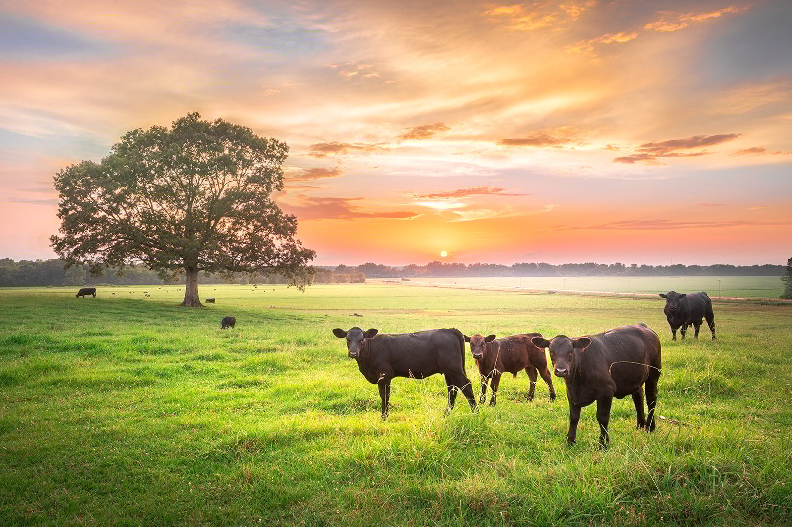 Natural landscape, Grass, Grassland, Sunset, Bovinae, Pasture, Ecoregion, Sunrise, Herd, Grazing
