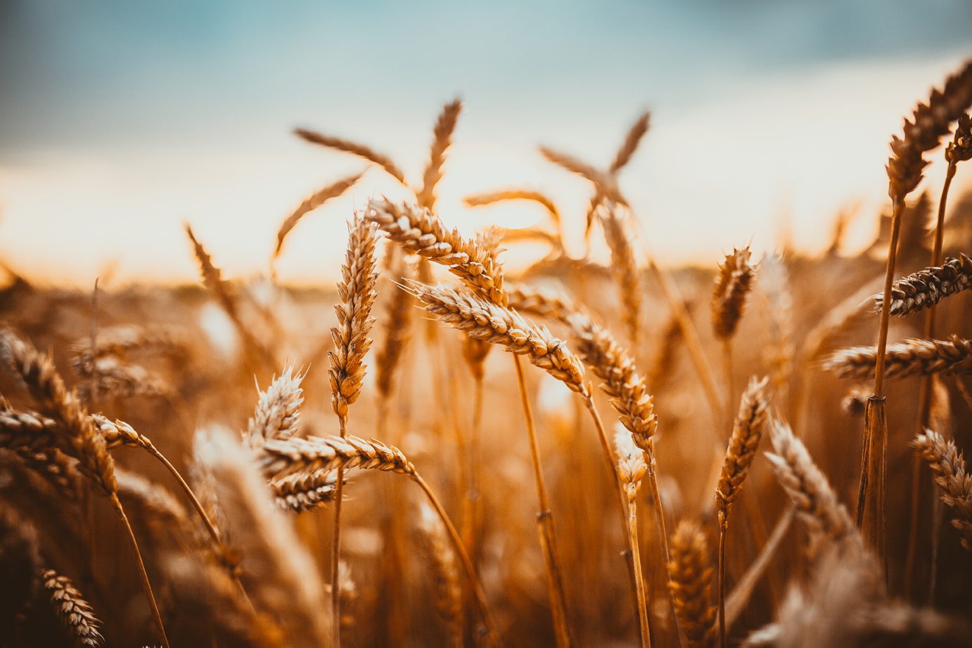 Khorasan wheat, Whole grain, Agriculture, Field, Ingredient, Crop, Cereal, Gluten, Spelt