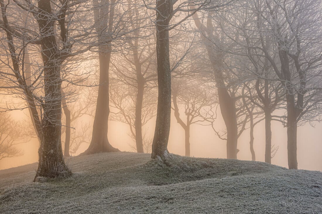 Bare, frosted trees on a frosty hill, bathed in warm, golden mist.