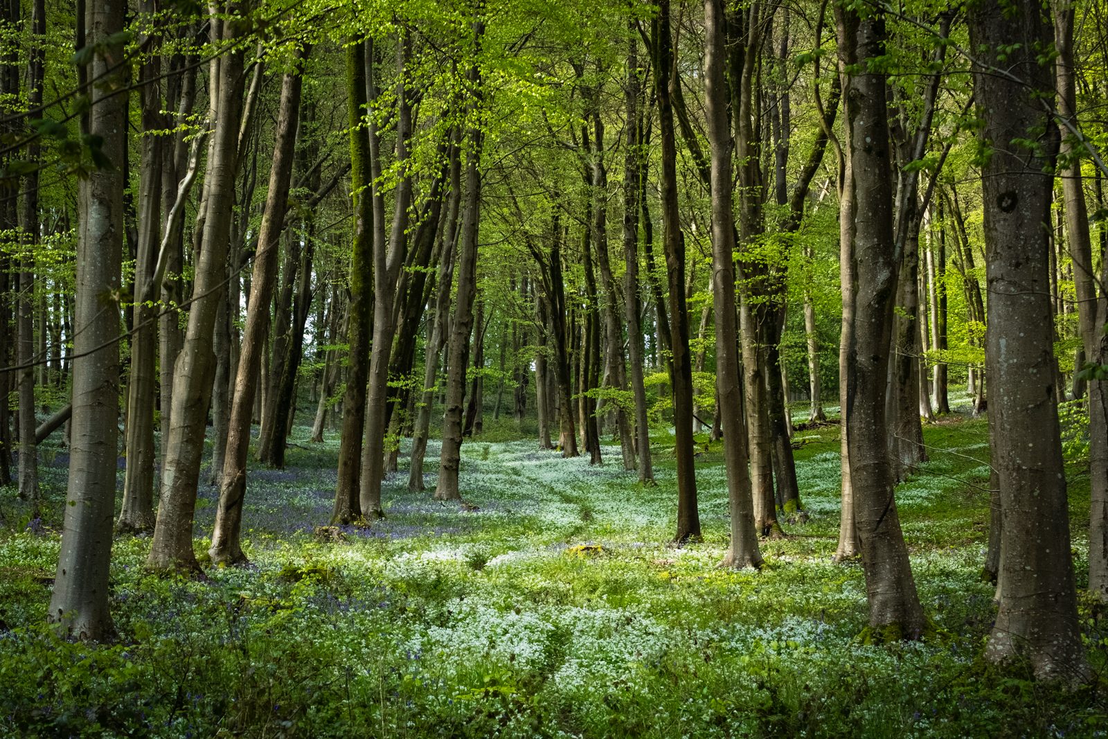 A lush forest with tall trees and a floor carpeted in white and blue wildflowers.