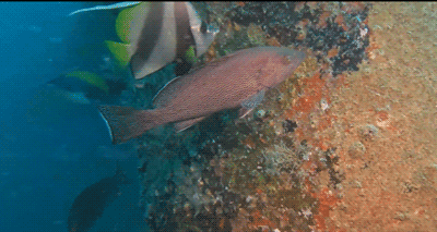 Water, Fin, Fluid, Underwater, Organism, Fish