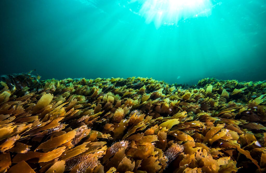 Natural environment, Marine biology, Aquatic plant, Fluid, Fish, Underwater, Sea, Reef, Ocean, Algae