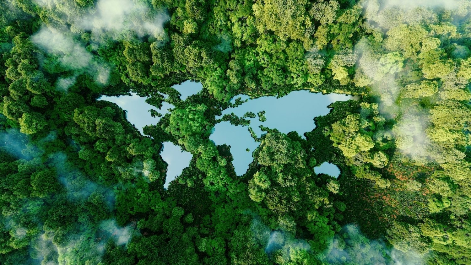 Natural environment, Green, Nature, Forest, Jungle, Rainforest, Wetland