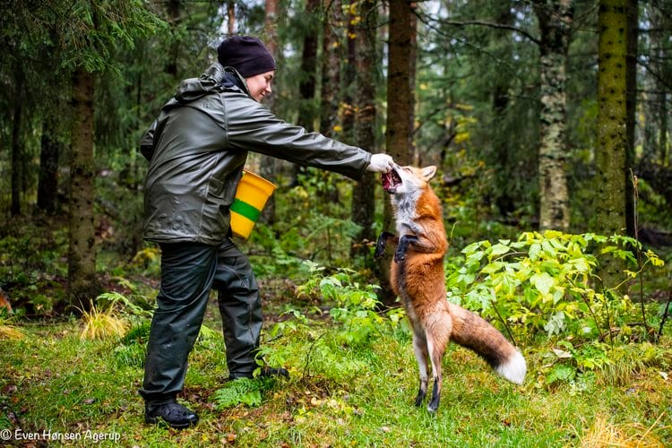 People in nature, Terrestrial plant, Hunting, Tree, Carnivore, Fawn