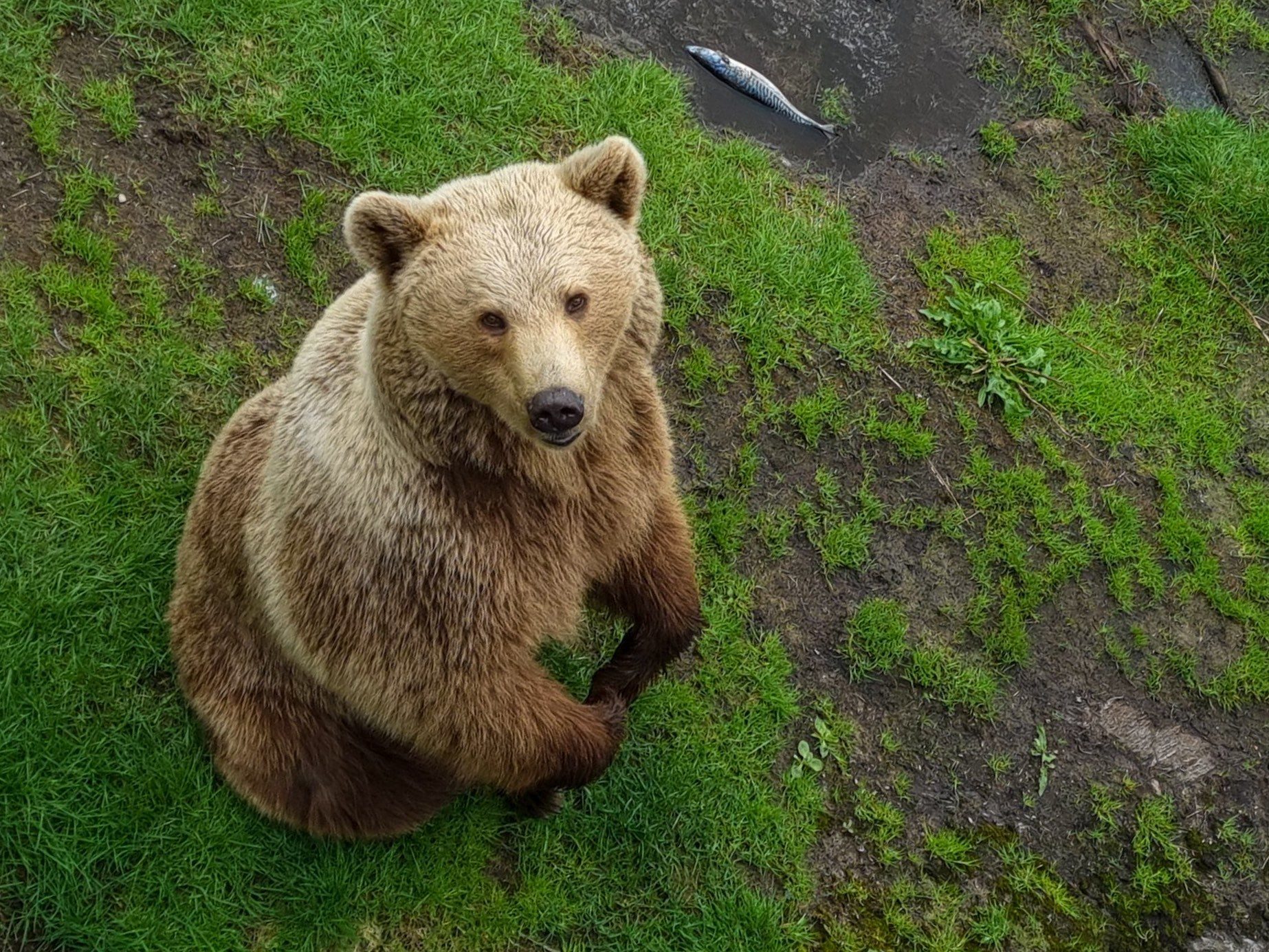 Brown bear, Eye, Carnivore, Plant, Grass