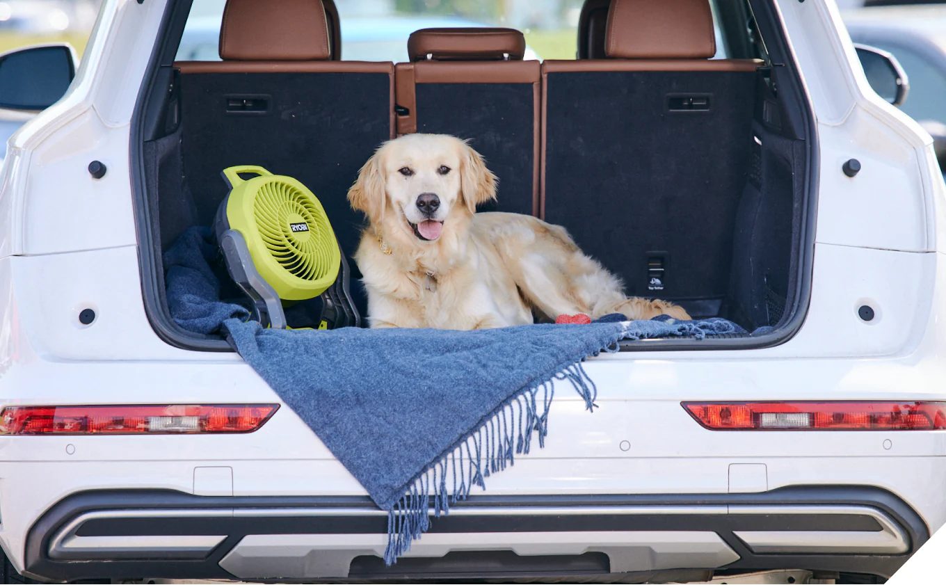 Golden Retriever dog relaxing in a white SUV trunk with a lime green fan and blue blanket.