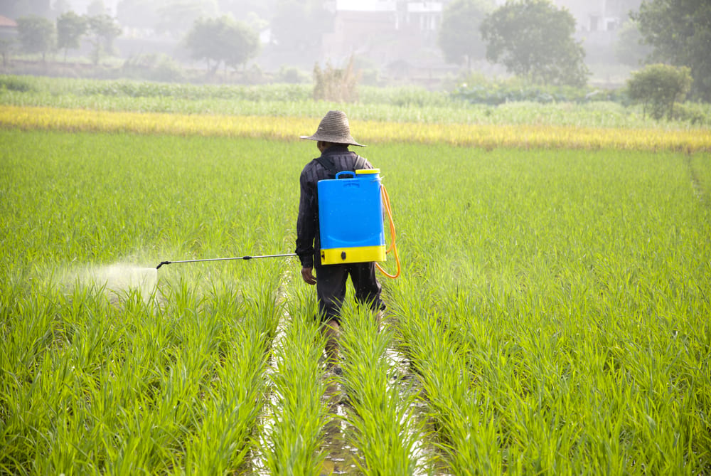 Farmer in a straw hat spraying pesticides/fertilizers on a green crop field.