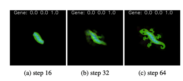 Gecko shape growth across steps 16, 32, 64, driven by gene 0.0 0.0 1.0.