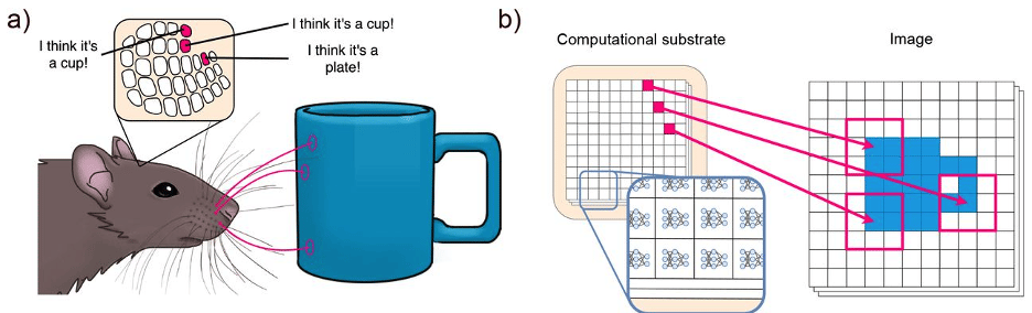 A rat's whiskers sensing a mug, showing brain activity; an AI substrate processing image regions.