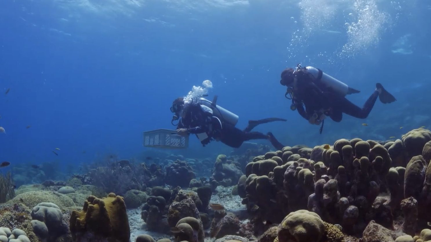 Underwater diving, Natural environment, Water, Divemaster, Vertebrate, Fluid, Organism