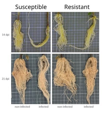 Comparison of susceptible and resistant plant roots at 14 and 21 days post-infection, showing morphological changes.