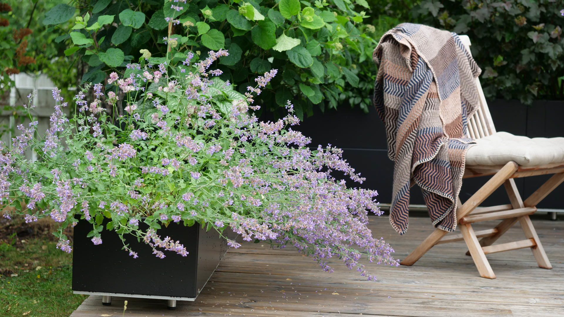 Outdoor furniture, Flower, Plant, Green, Leaf, Flowerpot, Purple, Grass, Chair, Shrub