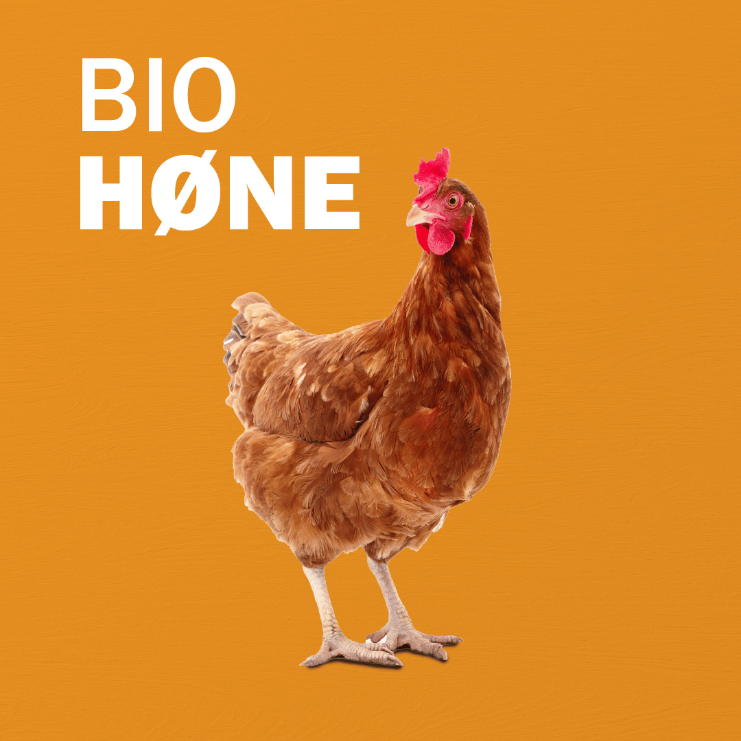Bird, Chicken, Phasianidae, Comb, Beak, Galliformes, Poultry