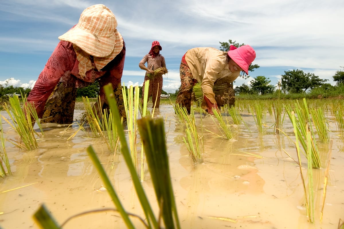 People in nature, Natural environment, Sky, Plant, Cloud, Ecoregion, Vegetation, Agriculture, Farmer, Grass