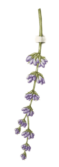 Flower, Plant, Purple, Violet