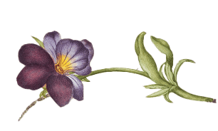 Terrestrial plant, Flower, Petal