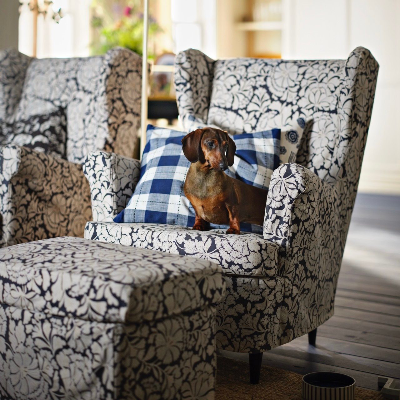 A dachshund on a floral armchair with a blue plaid cushion, next to a matching ottoman.