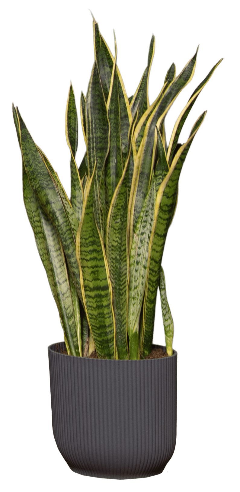 Snake plant with green and yellow variegated leaves in a dark grey ribbed pot on a green background.