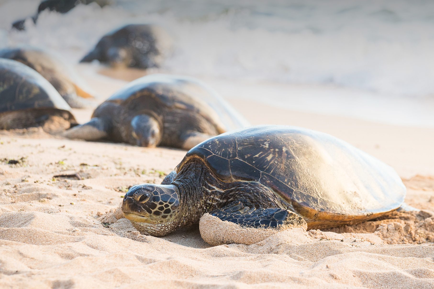 Green sea turtles resting on a sandy beach by the ocean.