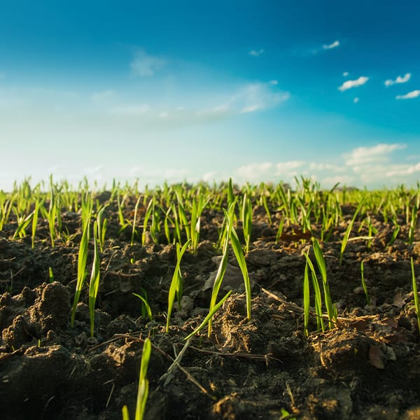 Green, Agriculture, Field, Cloud, Grasses, Plantation, Sunlight, Crop