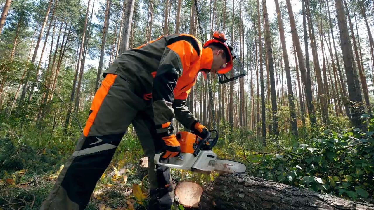 A forester in bright orange protective gear uses a chainsaw to cut a log in a pine forest.