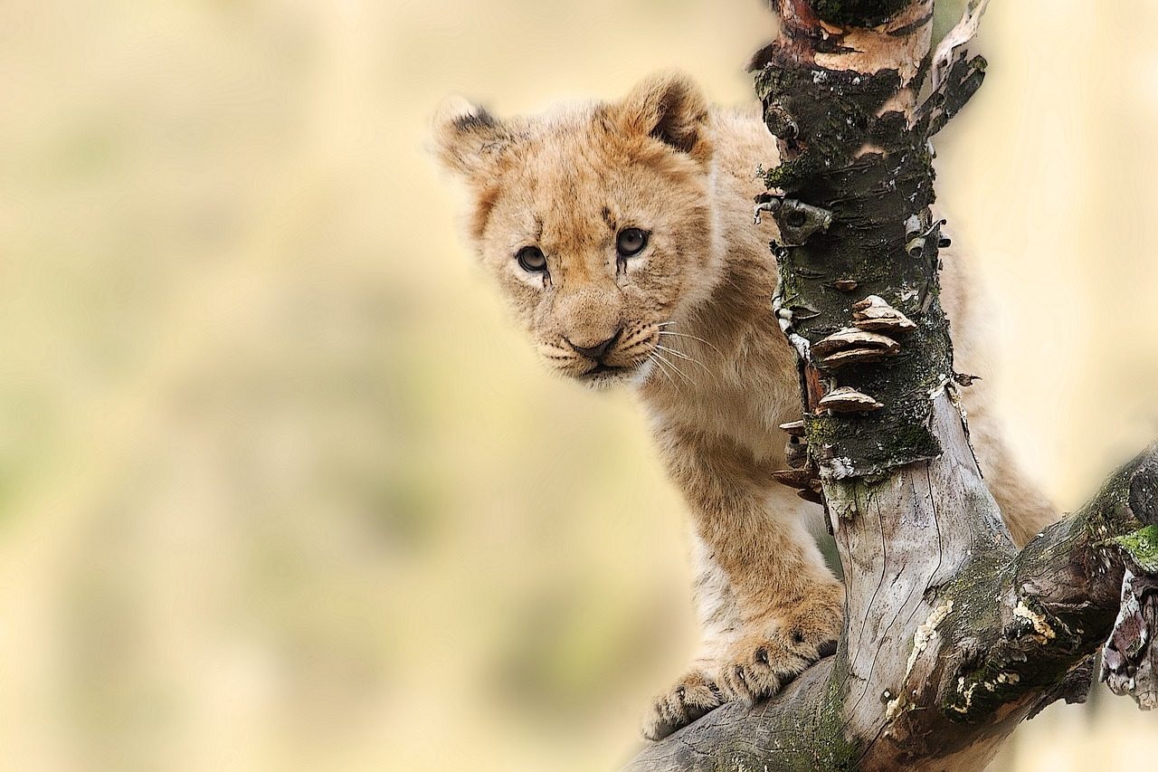 Big cats, Carnivore, Felidae, Fawn, Whiskers