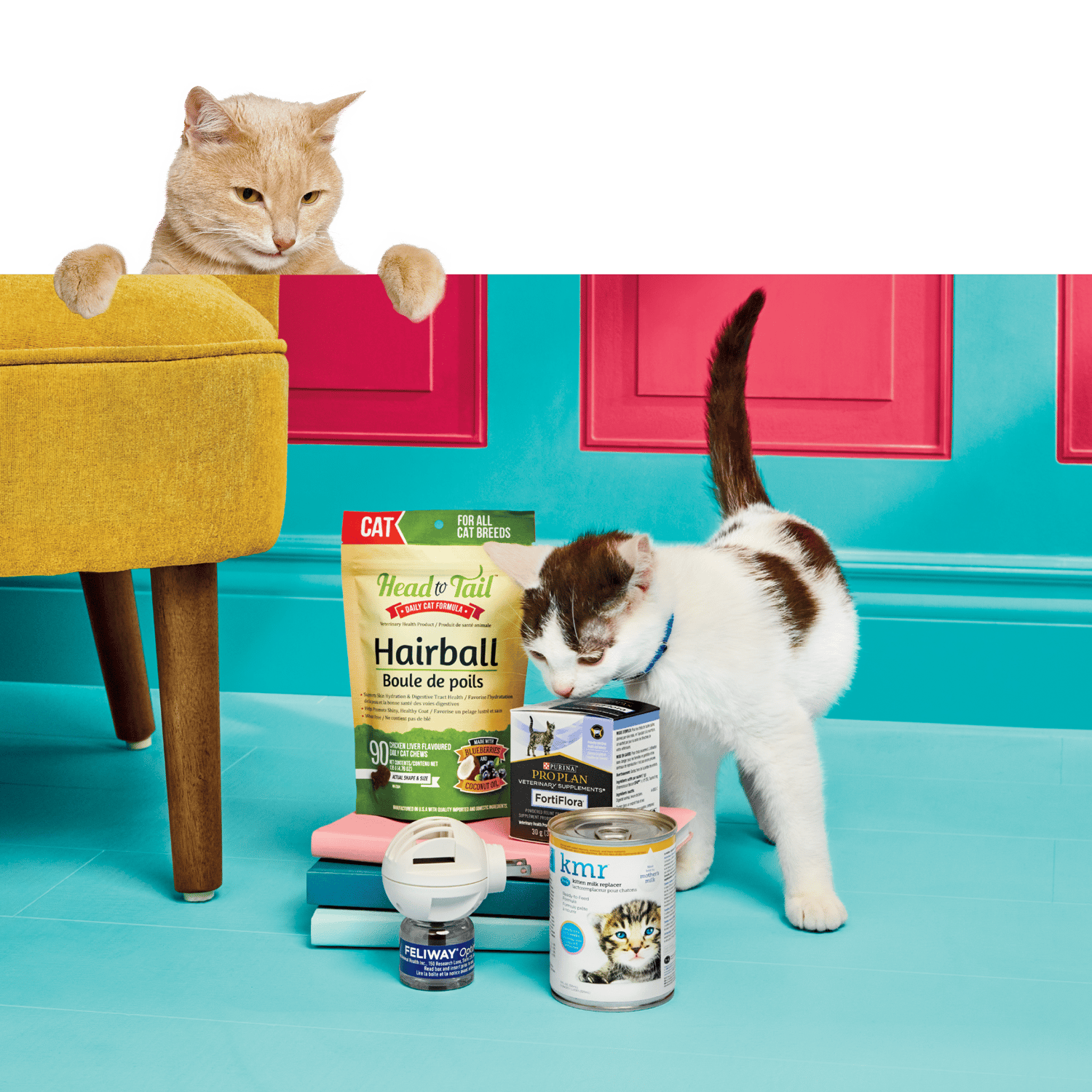 Mcvities advert kittens breed top
