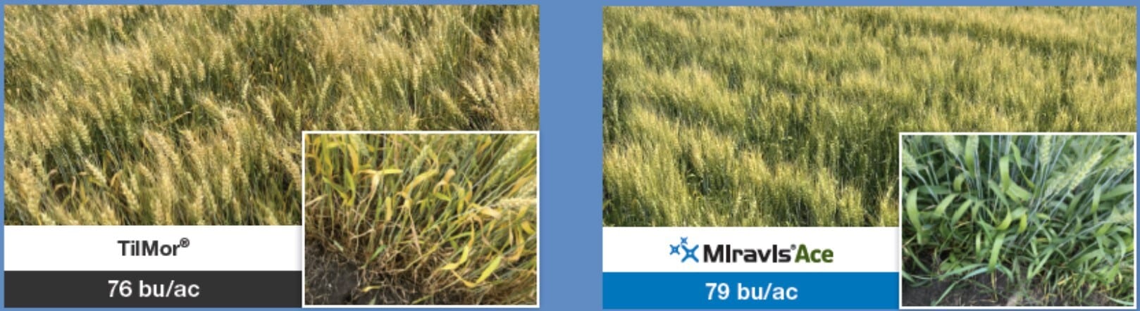 Comparison of wheat fields: TilMor (76 bu/ac, yellowing plants) vs. Miravis Ace (79 bu/ac, green plants).