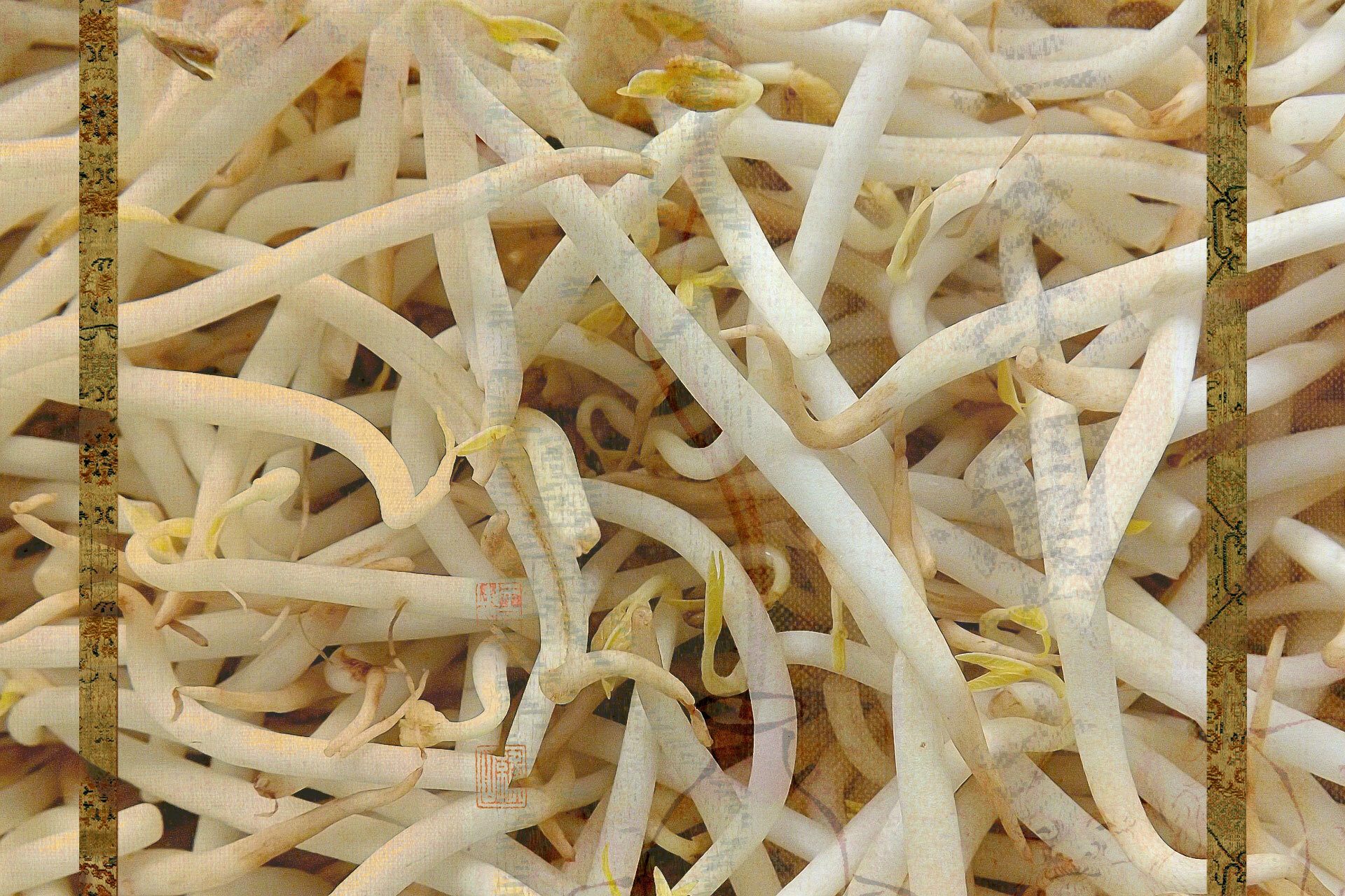 Legume family, Food, Ingredient, Plant, Dish, Cuisine