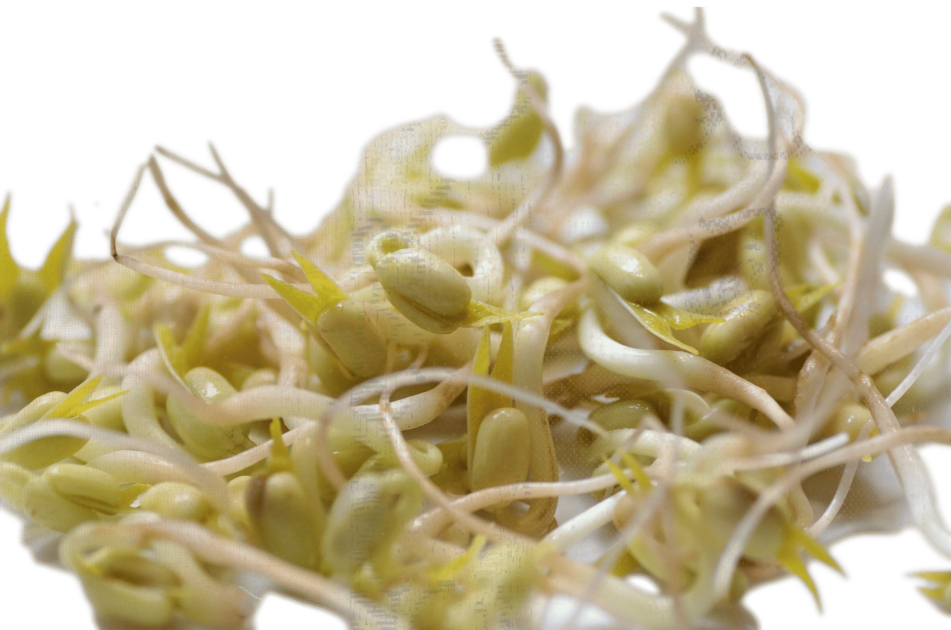 Mung bean, Legume family, Food, Plant, Alfalfa, Ingredient, Recipe