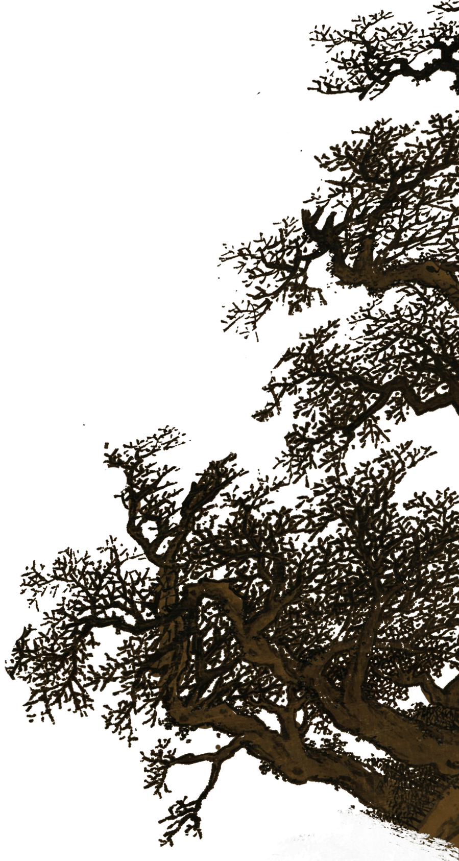 Sky, Plant, Twig, Tree