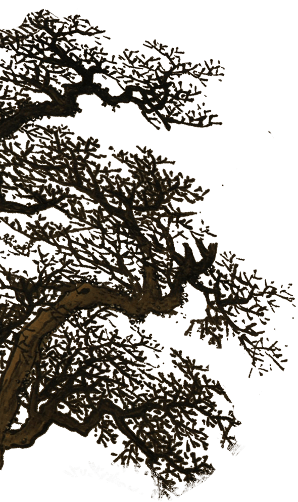 Sky, Plant, Twig, World, Branch, Tree, Trunk