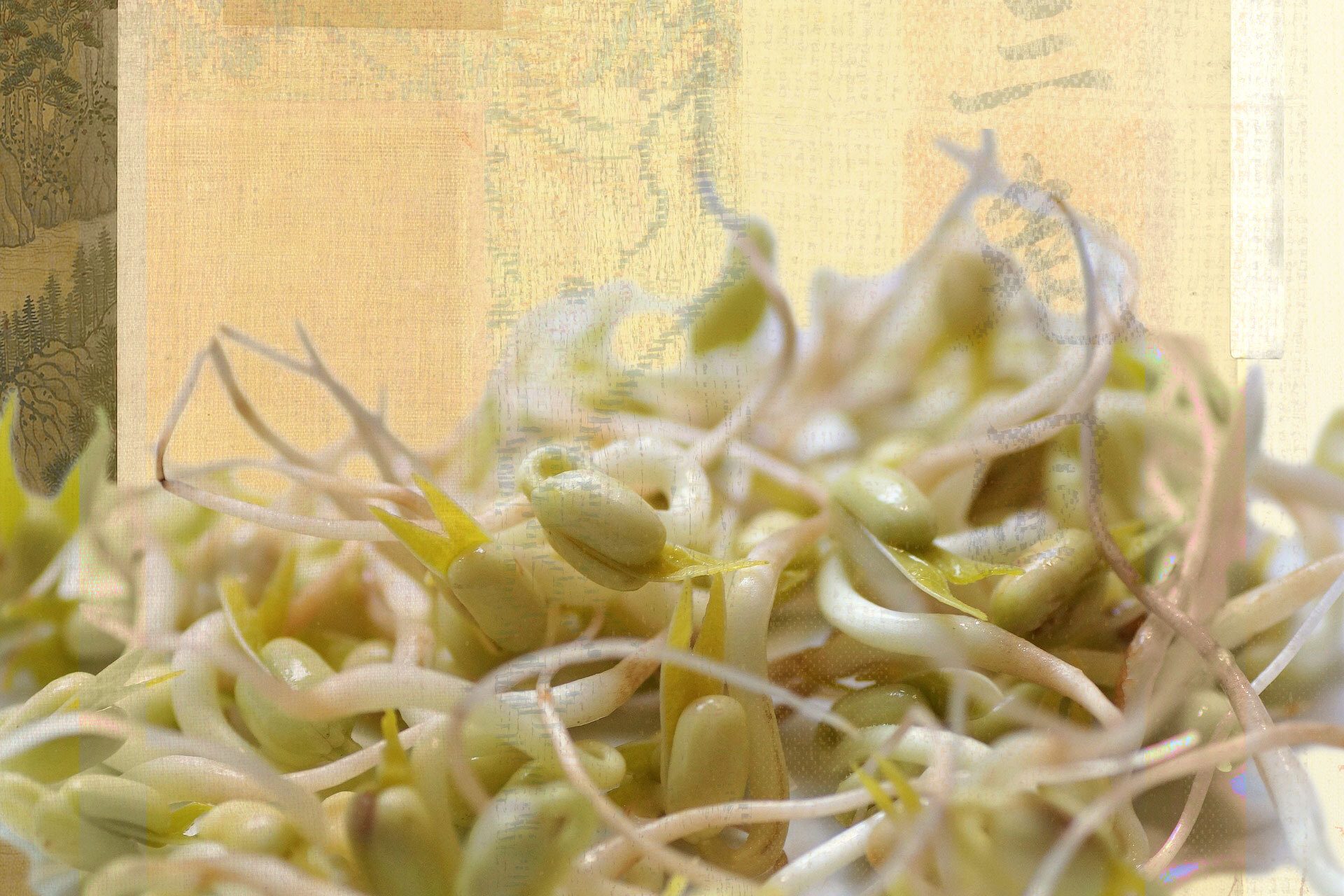 Mung bean, Plant, Ingredient, Alfalfa, Cuisine