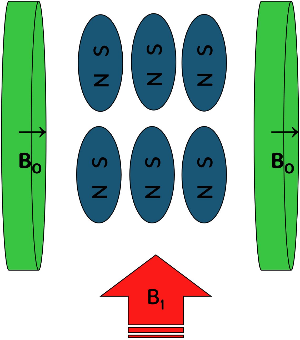 A short RF pulse, B1, is applied to the coil and the proton “magnets” rotate in the direction of the new magnetic field.