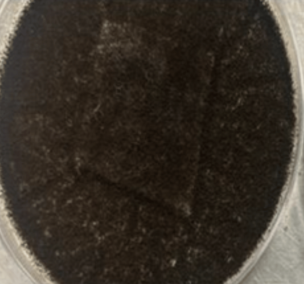 Untreated filter (here) supports fungal growth versus treated filter, which shows significantly less growth.