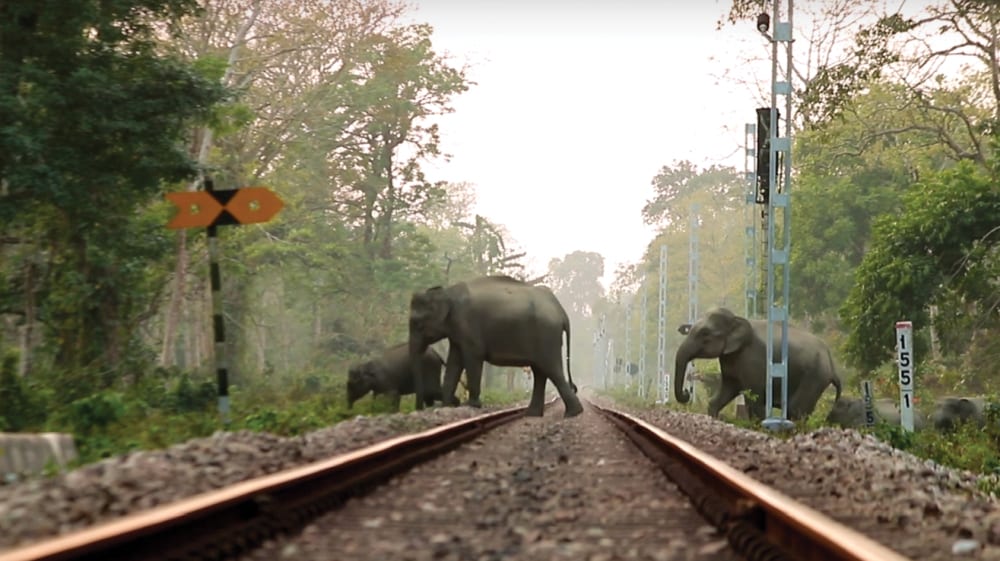 Elephants crossing tracks