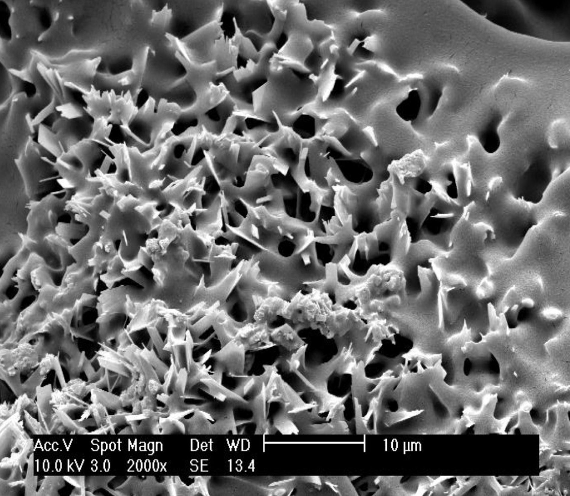 Microscopic image of filamentous substrate before and after treatment with Polymer B. Image is coated with 50% dilution of Polymer B.