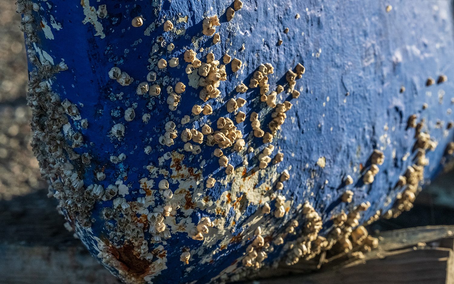 Barnacle covering a blue boat hull