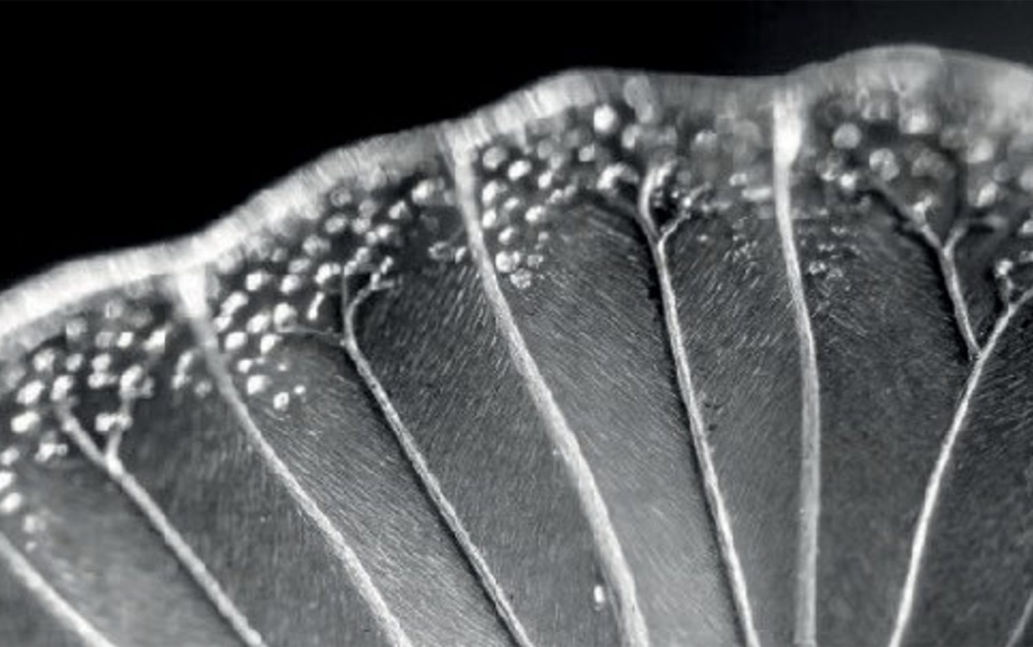 Microscope view of cutin