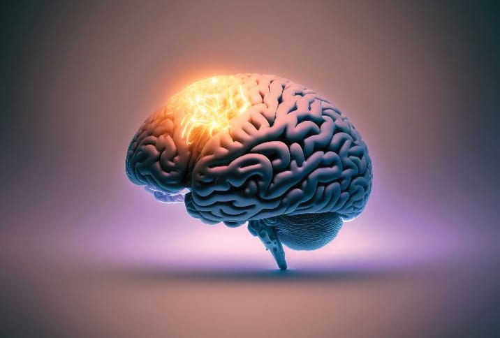 brain