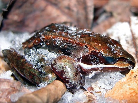 frozen wood frog